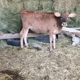 Göleli sygyr yuwas  mal