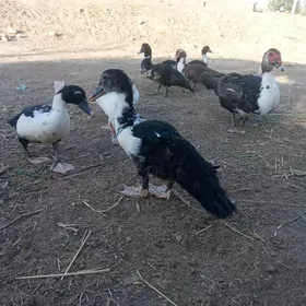 ördek