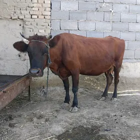 Goleli sygyr