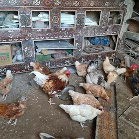 tawuk