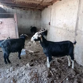 geçi geçi