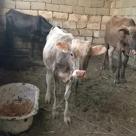 4 öküz