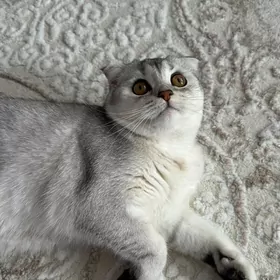 Шатландские шыншылла