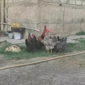Satlyk Towuklar Dominant