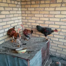 6 айлык голошейка товуклар