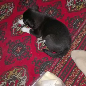 собака