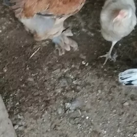 brama