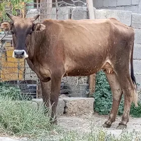 GYSYR SYGYR