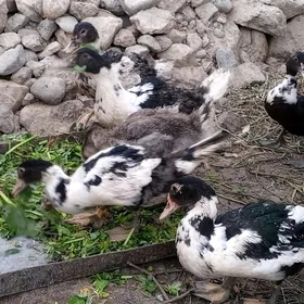 İnduwutga Ördek
