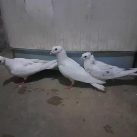 kepderi.