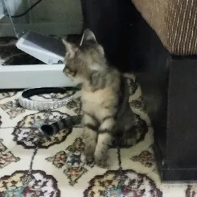 , котёнок pişik