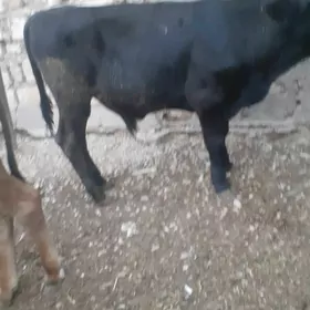 gbrit okuz semiz