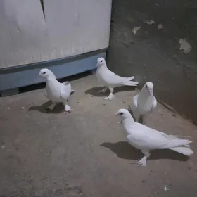 kepderi.