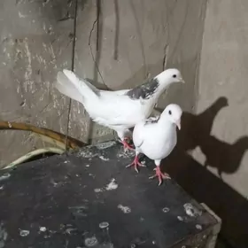 kepderi