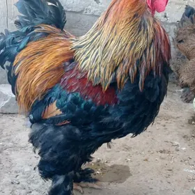 Brama towuklary