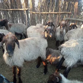 gysyr goyunlar