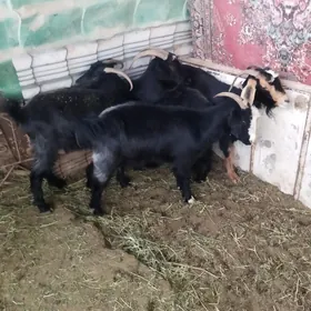 geci
