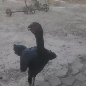 Taşkent.