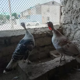 İndyk 11 aýlyk