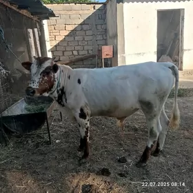 öküz