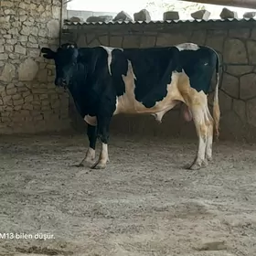 Okuz Galsteyin