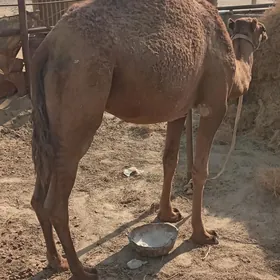 Ýoz Düýe