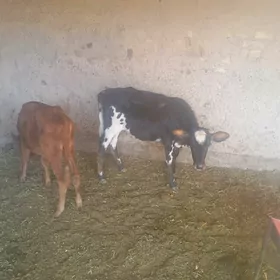 gulajynlar