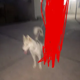 Haski