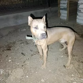 pitbul