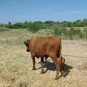 Öküz