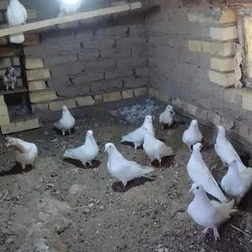 kepderi