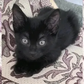 котик