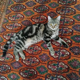 бенгальская кошка