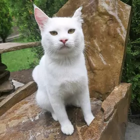 Pişik