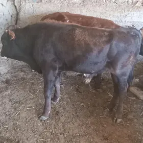 okuzce