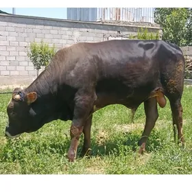 Öküz
