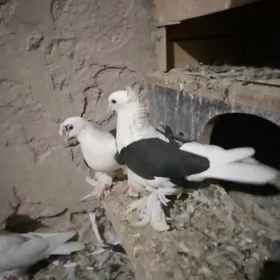 kepderi