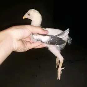 juja