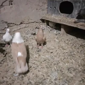 kepderi