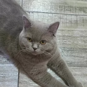 отдам котёнка