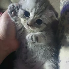 Шотландские котята вискас