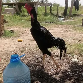 bayso horaz makisi bile