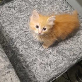котенок рыжий
