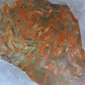 красная шапочка