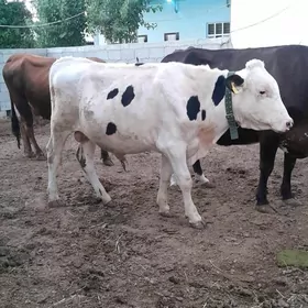 Höwür öküz