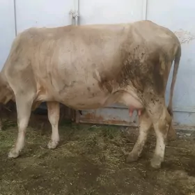 sygyr