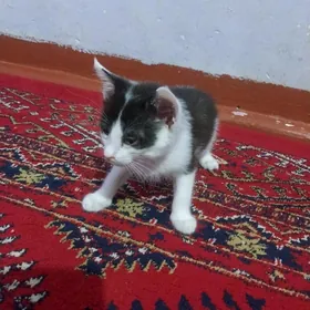 Arassa gowy pisik