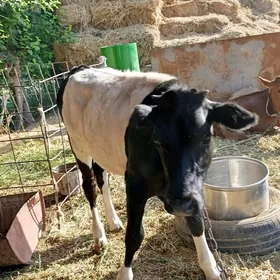 Biçilen okuzce