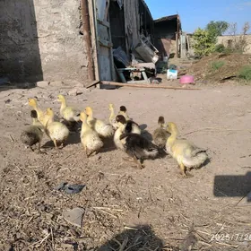 satlyk indutga ördek jüýje