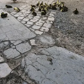 muskus jujeler